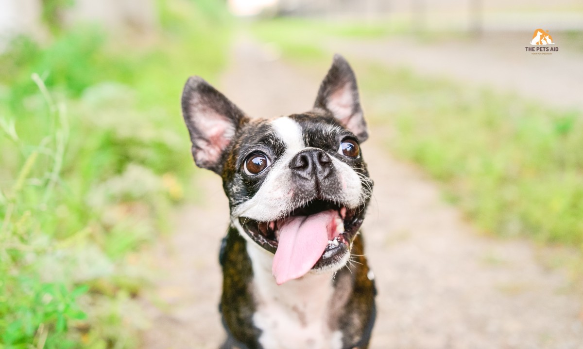 Which Dog Doesn’t Need Much Care? – (7 Breeds) 5 Boston Terrier
